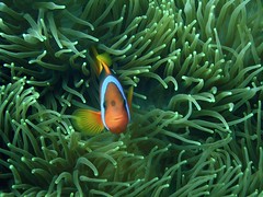Pacific Ocean Garbage Patch May Be Killing Marine Life